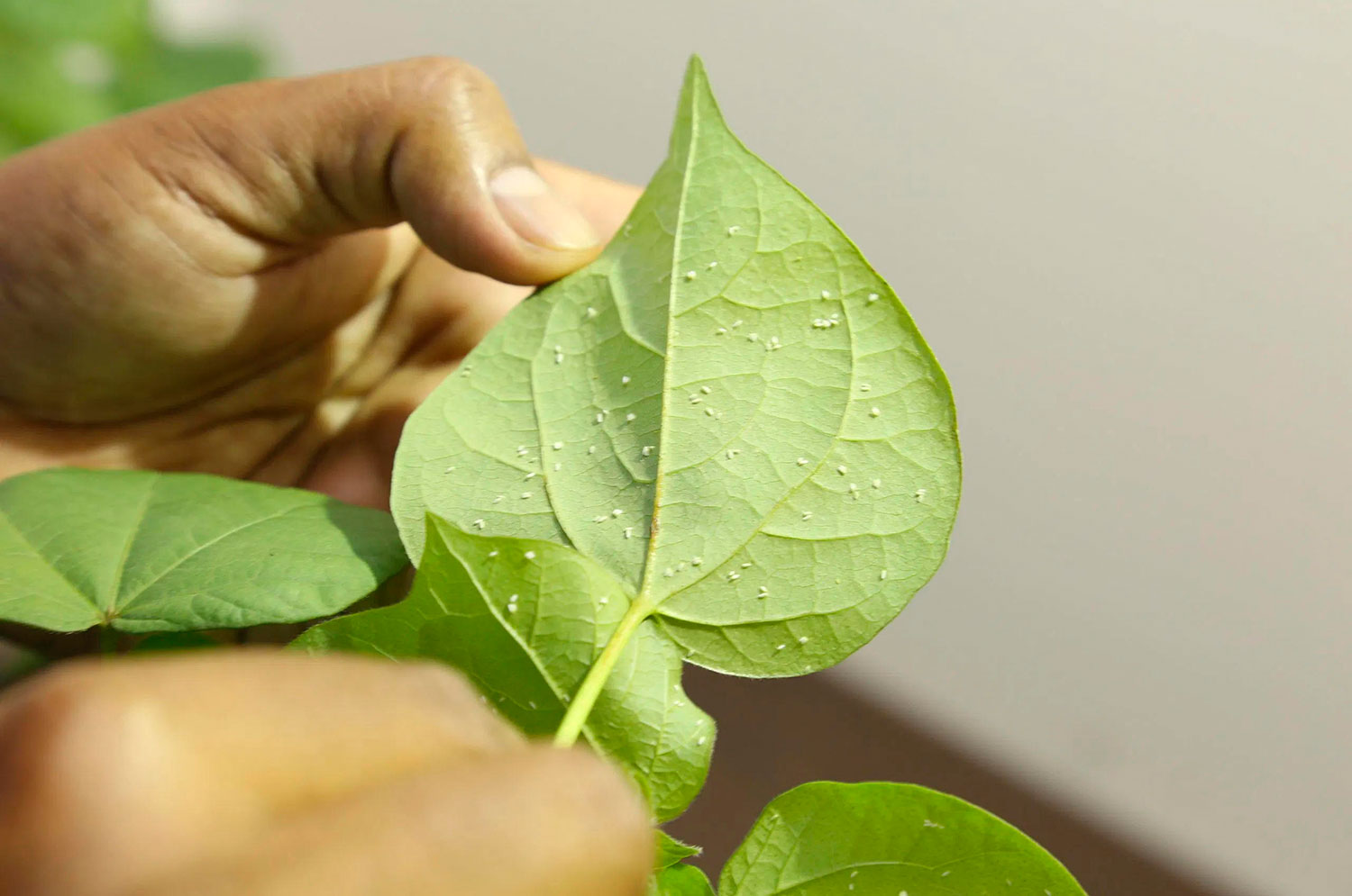 whiteflies-scaled